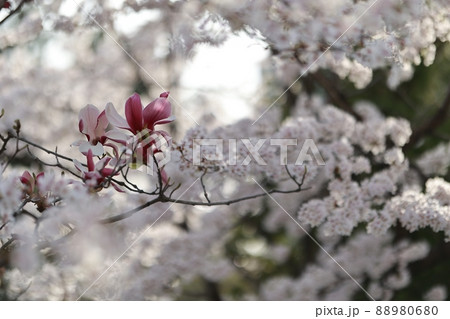 花 春 葉 88980680