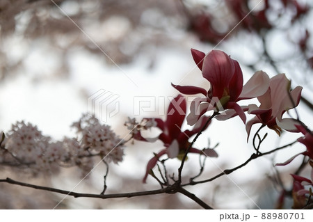 春 花 桜 88980701