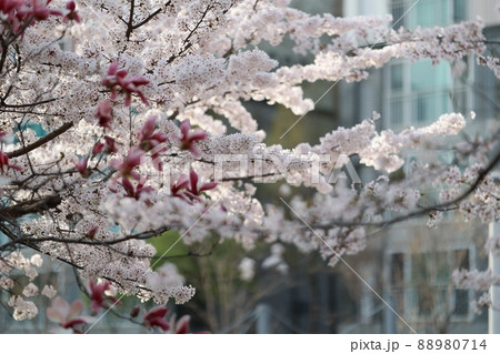 花 桜 春 88980714