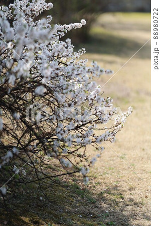 春 花 桜 88980722