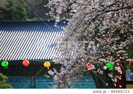 春 花 桜 88980725