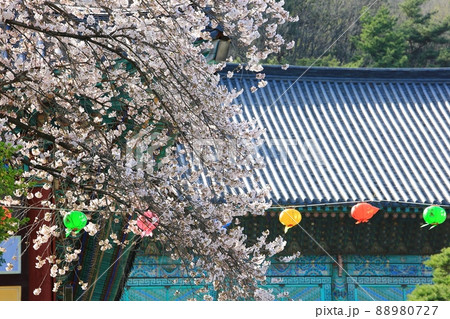 春 花 桜 88980727
