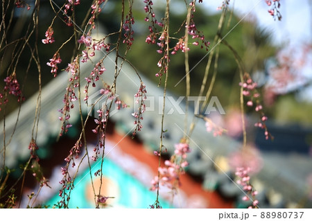 春 花 桜 88980737