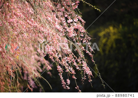 花 春 葉 88980741