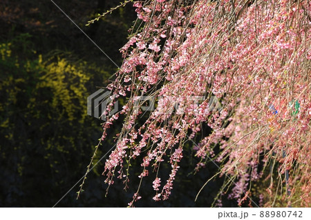 花 桜 春 88980742