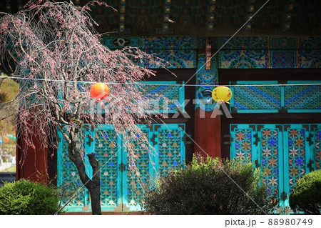 春 花 桜 88980749