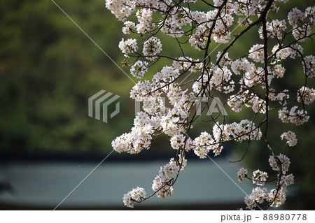 春 花 桜 88980778