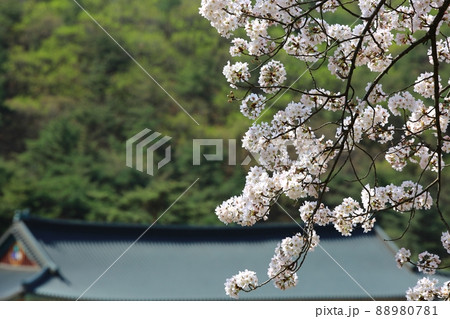 花 桜 春 88980781