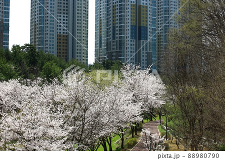 花 風景 桜 88980790