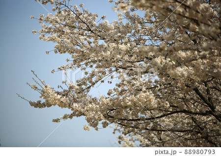 春 花 葉 88980793