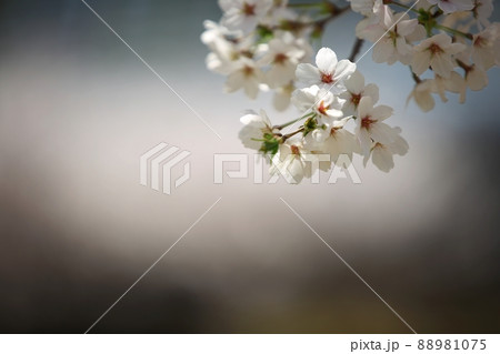 花 桜 春 88981075