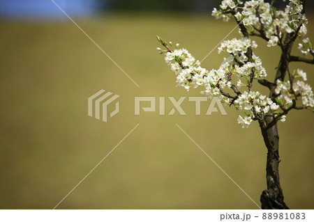 春 花 桜 88981083