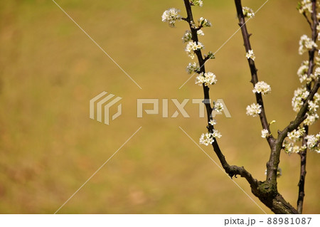花 春 葉 88981087