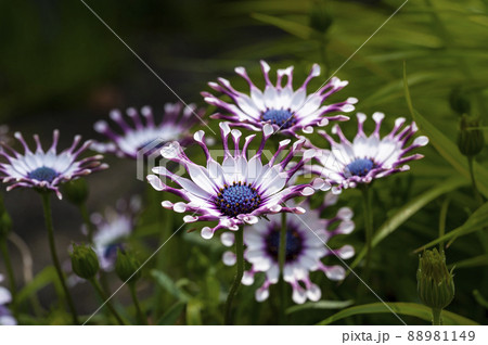 オステオスペルマム・スパイダーホワイト 88981149