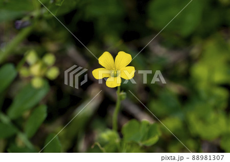 黄色いカタバミの花 88981307