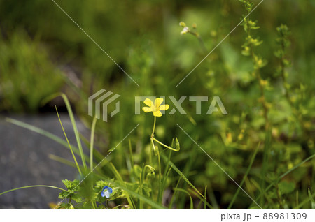 黄色いカタバミの花 黄色いカタバミの花 88981309