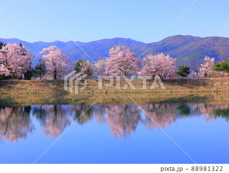 長野県伊那市 六道の堤の桜 長野県伊那市 六道の堤の桜 88981322