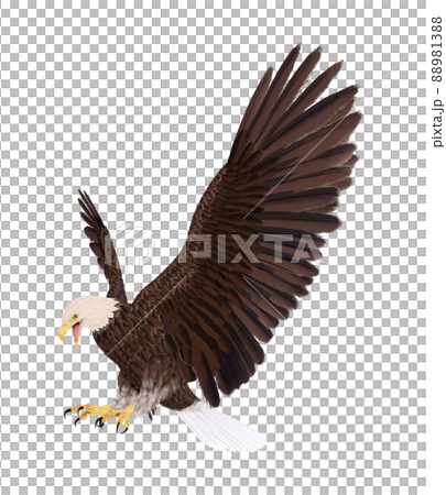 ハクトウワシ☆白頭鷲 ハクトウワシ☆白頭鷲 88981388