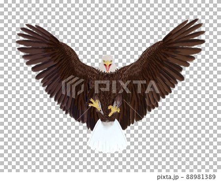 ハクトウワシ☆白頭鷲 88981389