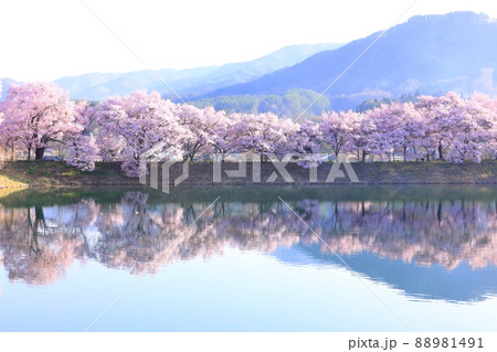 長野県伊那市 六道の堤の桜 長野県伊那市 六道の堤の桜 88981491