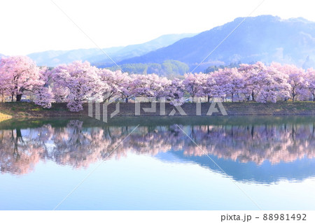 長野県伊那市 六道の堤の桜 長野県伊那市 六道の堤の桜 88981492