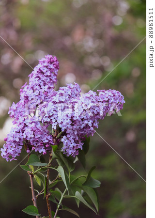 Beautiful fresh purple lilac flowers in full bloom in the garden. 88981511