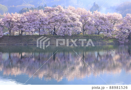 長野県伊那市 六道の堤の桜 長野県伊那市 六道の堤の桜 88981526