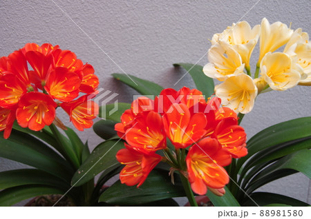 君子ランの花　君子蘭オレンジ　クンシラン 88981580