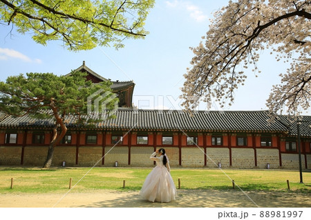 建物 景福宮 桜 88981997