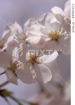 さくら　0104 88982015
