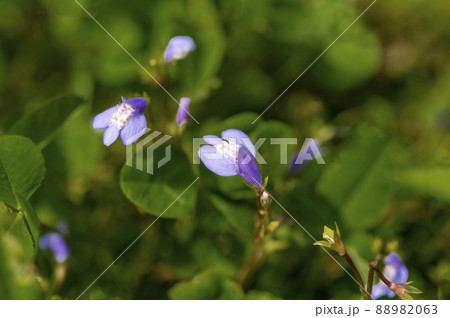 紫色の花を咲かせるサギゴケ(鷺苔) 紫色の花を咲かせるサギゴケ(鷺苔) 88982063
