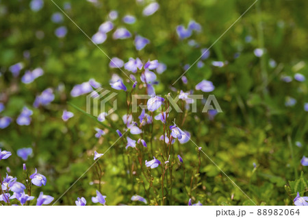 紫色の花を咲かせるサギゴケ(鷺苔) 紫色の花を咲かせるサギゴケ(鷺苔) 88982064