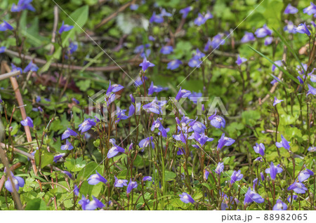 紫色の花を咲かせるサギゴケ（鷺苔） 88982065