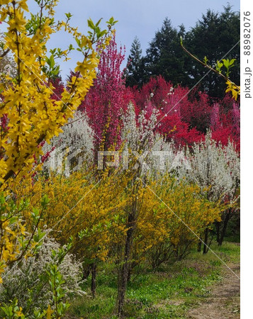 福島の新名所・飯野の「花やしき公園」 福島の新名所・飯野の「花やしき公園」 88982076