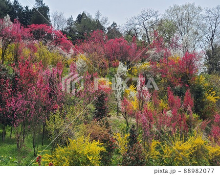 福島の新名所・飯野の「花やしき公園」 88982077