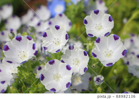 ネモフィラ・マクラータ 88982136