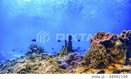 沖縄 渡嘉敷島の水中写真 沖縄 渡嘉敷島の水中写真 88982198