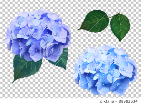 梅雨の時期に咲く美しい薄紫色と水色のあじさいと葉っぱの白バック背景イラスト素材 88982634