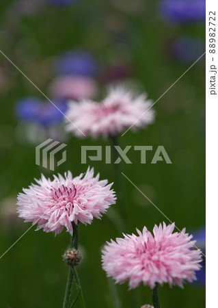 伊勢　津村町「花開道」 88982722