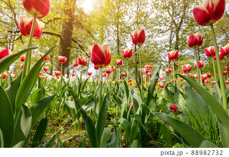 Closeup view of the young red and yellow tulips. Closeup view of the young red and yellow tulips. 88982732