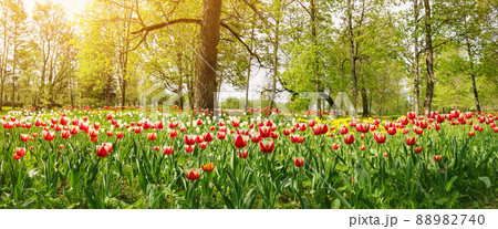 Forest park with young red and white tulips. Forest park with young red and white tulips. 88982740