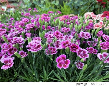 カーネーション 花 植物 88982752