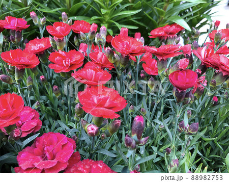カーネーション 花 植物 88982753