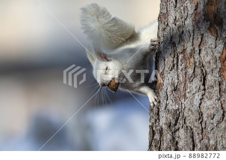 白リス　エゾリスのアルビノ 北海道　白いリス 88982772