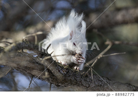 白リス　エゾリスのアルビノ 北海道　白いリス 88982775
