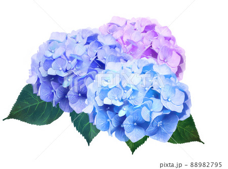 梅雨の時期に咲く美しい薄紫色と水色のあじさいと葉っぱの白バック背景イラスト素材 88982795