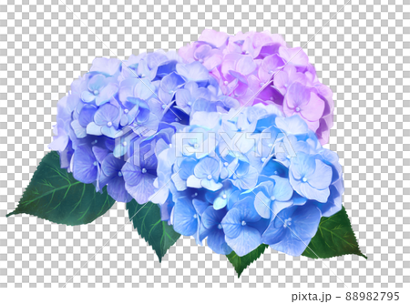 梅雨の時期に咲く美しい薄紫色と水色のあじさいと葉っぱの白バック背景イラスト素材 梅雨の時期に咲く美しい薄紫色と水色のあじさいと葉っぱの白バック背景イラスト素材 88982795