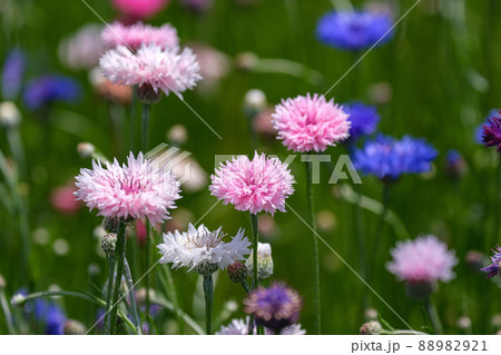 伊勢　津村町「花開道」 88982921