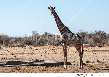 A Giraffe standing next to a waterhole in Etosha National Park 88982978