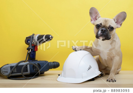 Bulldog dog sits on a yellow background with his paw on a large white protective construction helmet next to electric construction tools on Labor Day. French bulldog posing in a photo studio. Bulldog dog sits on a yellow background with his paw on a large white protective construction helmet next to electric construction tools on Labor Day. French bulldog posing in a photo studio. 88983093